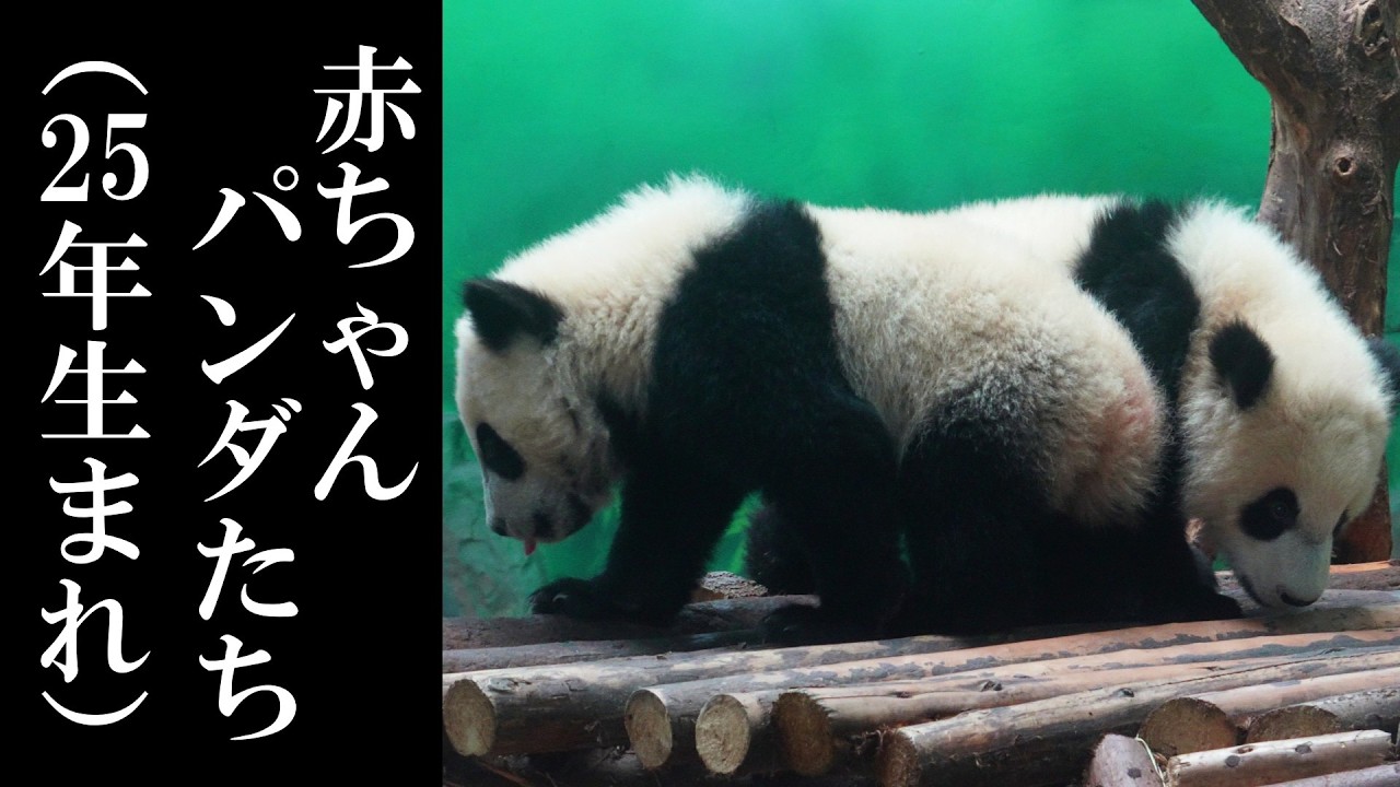 パンダ子です 2025 Baby Pandas Gathering! Their Being-Carried Cuteness Is Too