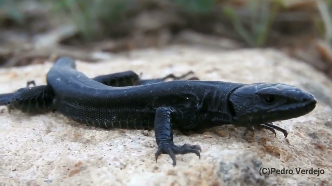 Resumen de Anfibios y Reptiles, Agosto, Septiembre, Octubre 2021-2022-2023-2024