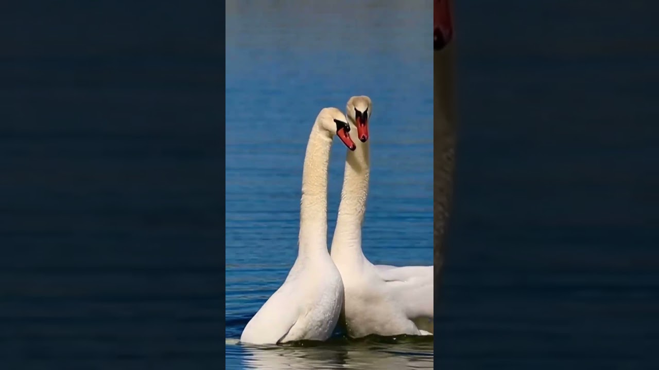 two love ducks in the river 🥺🥀