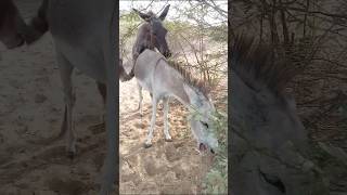 Donkey Breeding in Nature 🐴 | Natural Mating Behavior of Donkeys | Farm Animals