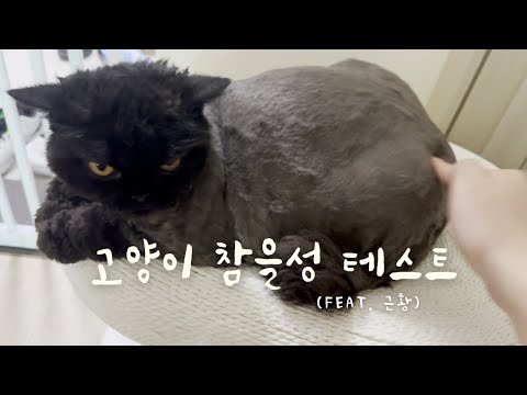 [ENG SUB] 상위 1% 고양이 참을성 테스트 결과 공개 (feat. 오랜만이죠?) | We Tried the 'Crazy Cat Test'...