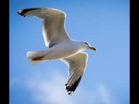 The Gospel of John Part 22 - YouTube