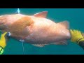 Spearfishing Panama 2020