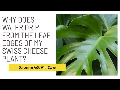 Why does water drip from the leaf edges of my Swiss cheese plant? |  Gardening for Beginners - YouTube