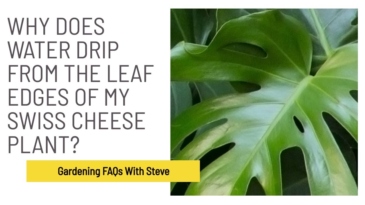 Why does water drip from the leaf edges of my Swiss cheese plant