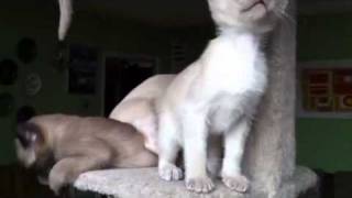 Tonkinese Cat Tree Play by zephanco 555 views 12 years ago 2 minutes, 26 seconds