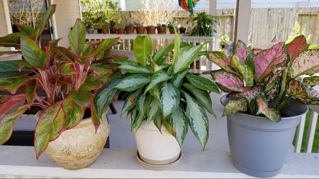 Como cuido mis aglaonemas