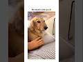 dogs being cute part 281 #cutegolden #funny #funnyanimals #funnypets #lovegoldens #cutegolden #cute