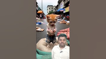पार्ट 3 🐯 Chú mèo con tội nghiệp bị bạn bè chế giễu vì chơi máy bay cũ ở bãi rác #JDVP  #shorts