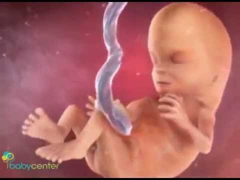 فيديو يوضح اسرار الحمل من الاسبوع العاشر الي الرابع عشر