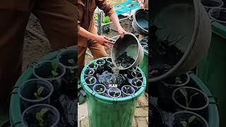 Download Lagu Budidaya ikan lele dan bisa panen sayur di lahan yang sempit #shorts MP3