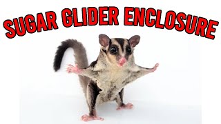 I found the CUTEST Baby Sugar Gliders!!