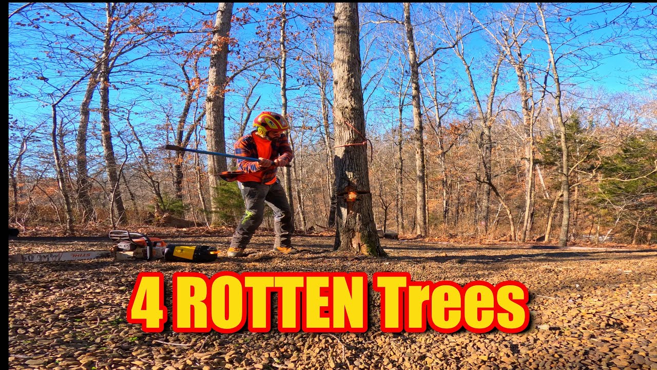 Tree worker REMOVES four DEAD trees| SOLO tree work - YouTube