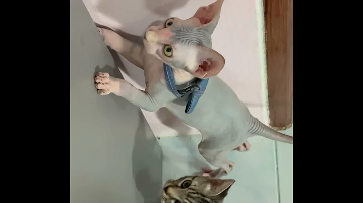 Video 7055931: baby cat tiger sphynx, sphynx cat love, sphynx cat playing, cat house