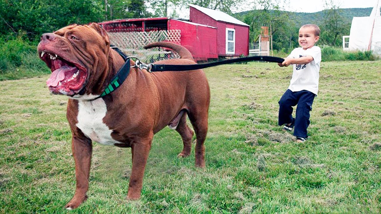 large pitbull breeders