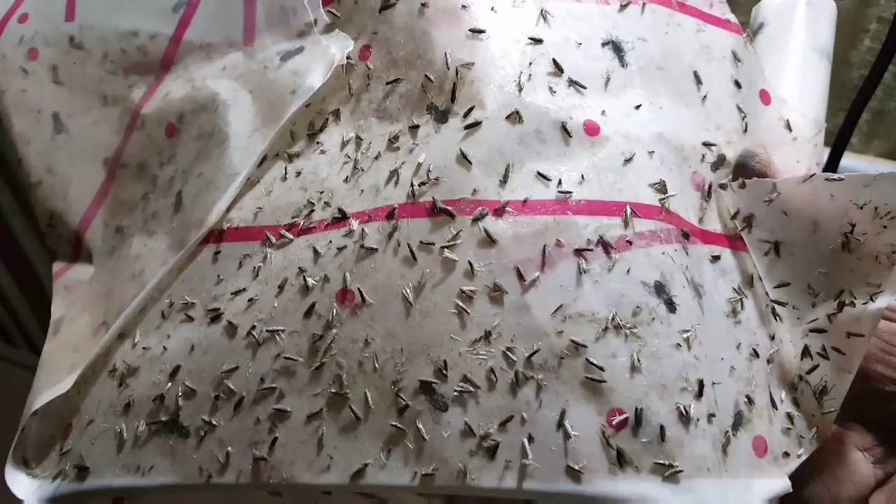 فنون زراعيه | حلقه 79 | مصيده ممتازه لحشرة التوتا ابسلوتا |  لاصقه ضوئيه