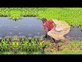 Village Poor Fisherman Catch Fish - Old Man Net Fishing in Pond - New Net Fishing Video