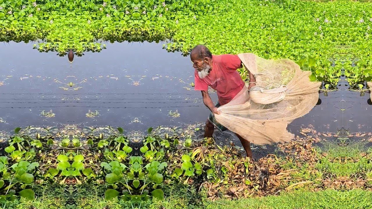 Village Poor Fisherman Catch Fish - Old Man Net Fishing in Pond - New Net Fishing Video