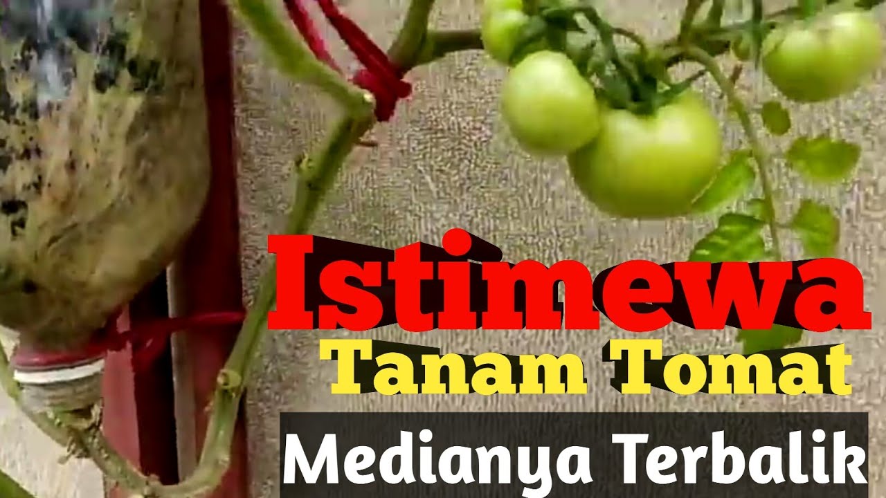 Cara Menanam Tomat dengan Media Terbalik 