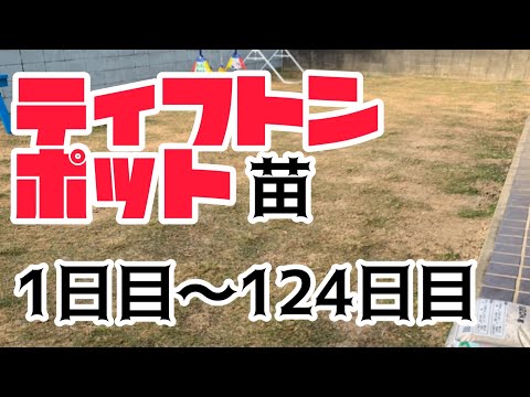 【ティフトン観察日記】14【1日目〜124日目】