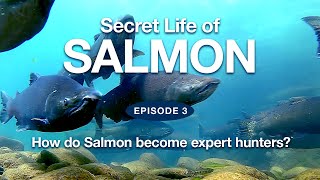 Secret Life of Salmon  |  Episode 3  'How do Salmon become excellent hunters?'