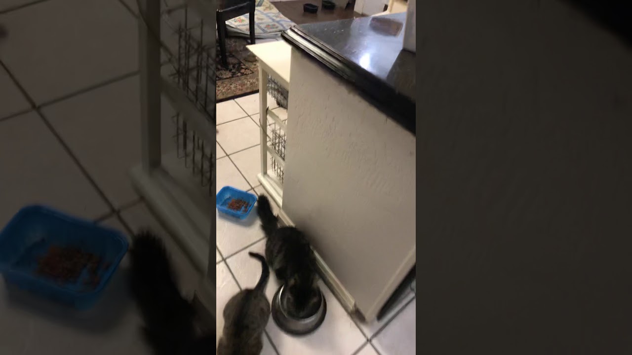 download feeding feral cats for free download feeding feral cats for free