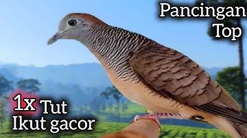 PANCINGAN PERKUTUT PALING TOP SEKALI TUT LAWAN IKUT GACOR. 