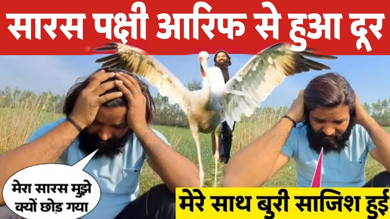 Arif Saras Sad News : सारस पक्षी आरिफ से हुआ दूर क्या किसी ने की साजिश
