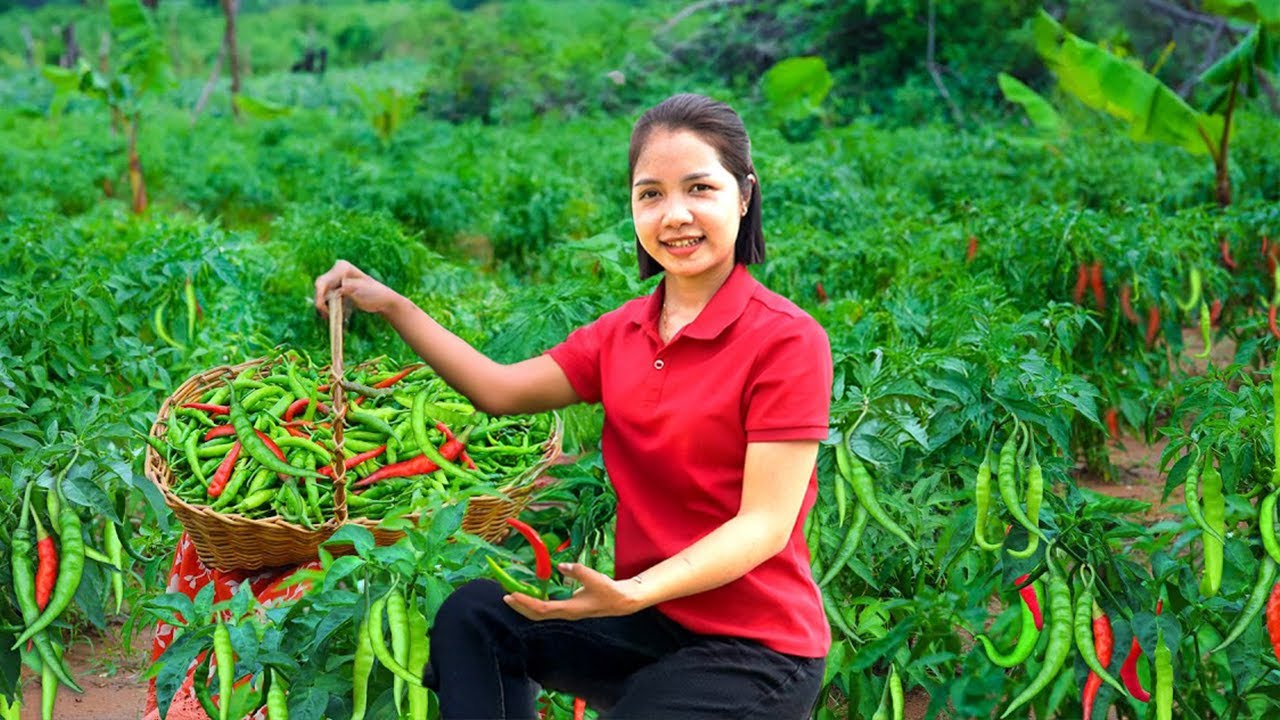 Harvesting Green Bird’s Eye Chili To Sell -The woman broke into my house, What do I have to do now?