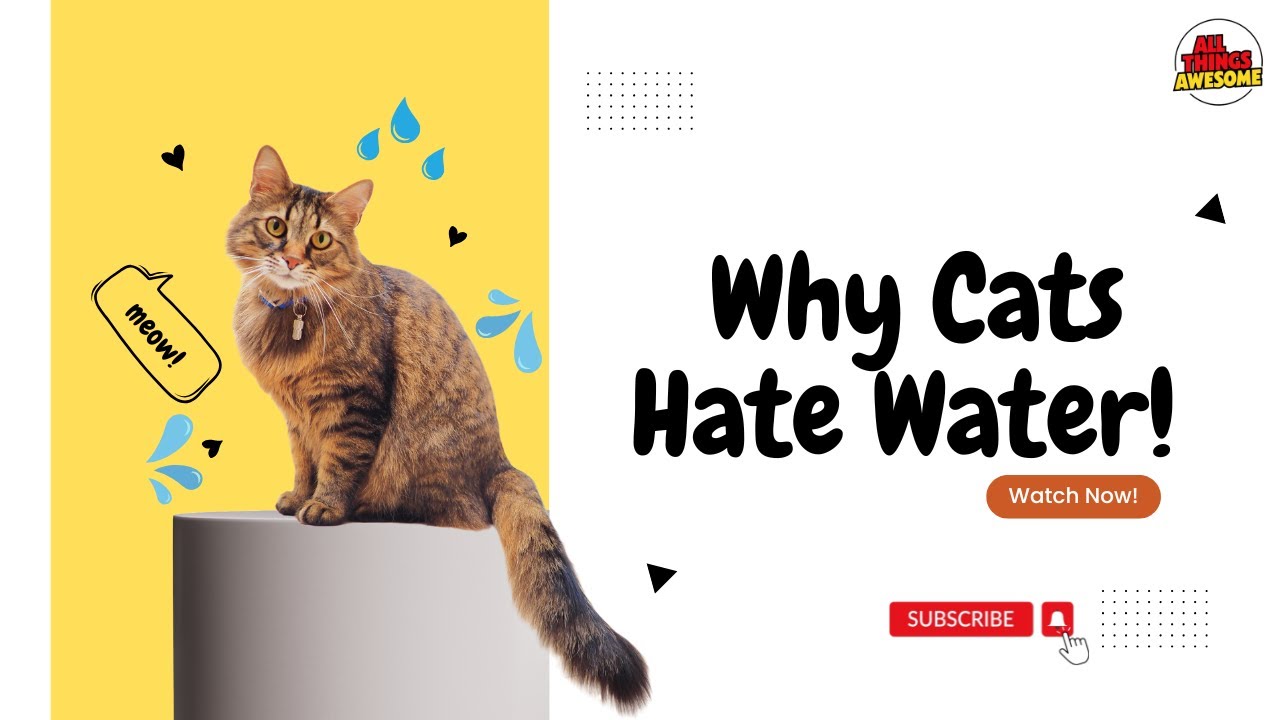 DO Cats REALLY Hate Water?