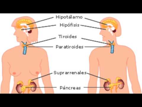 Glandula exocrina y endocrina