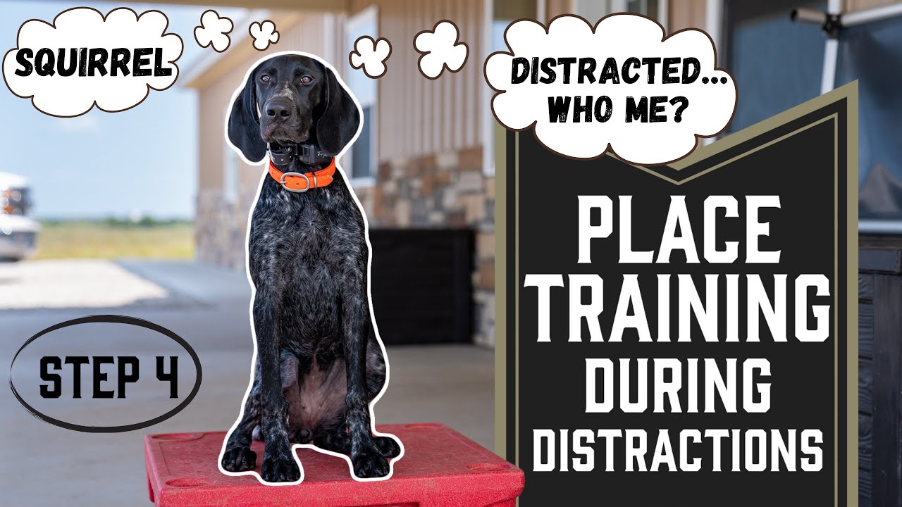 Teach Your Dog To Stay On Place During Distractions Step 4 YouTube