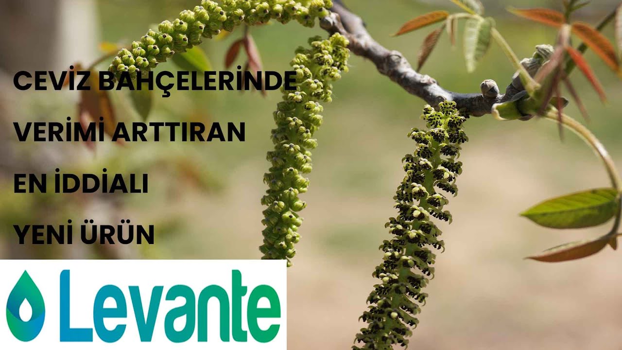 Ceviz Bahçelerinde Veriminizi Arttıracak En İddialı Ürün Levante
