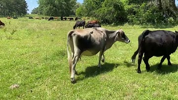 Exceptions and adapted genetics + selection - Jim Elizondo