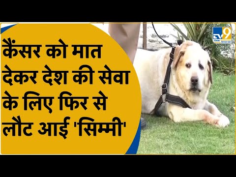 Punjab Police के Canine Squad की डॉग 'Simmy' ने जीती कैंसर से जंग,देश की सेवा के लिए फिर से तैयार