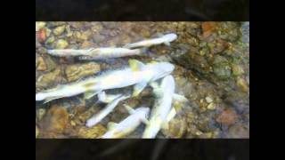 Ecologistas denuncia muerte de peces en río Nora, Asturias