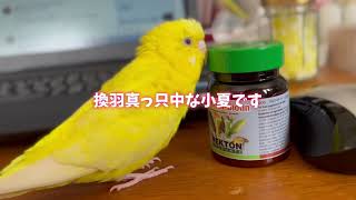 換羽真っ只中の小夏です　　#セキセイインコ 　#換羽　#ネクトンバイオ