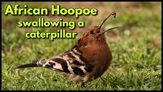 AFRICAN HOOPOE eating a caterpillar