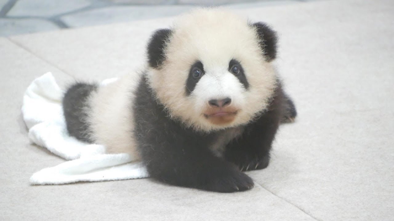 パンダ】彩浜ちゃん(チビ浜)😍ヨチヨチ動いて可愛いです02【panda