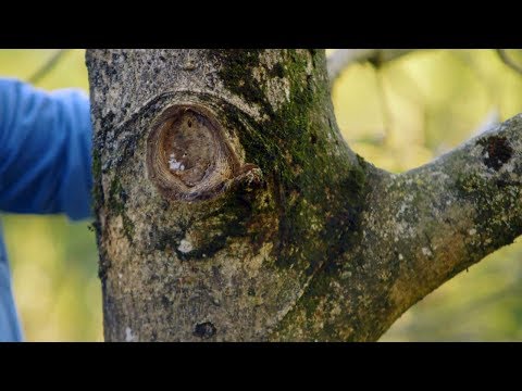 Video: Ayuda, Mis árboles se están pudriendo - Aprenda qué causa la podredumbre de la madera en el paisaje