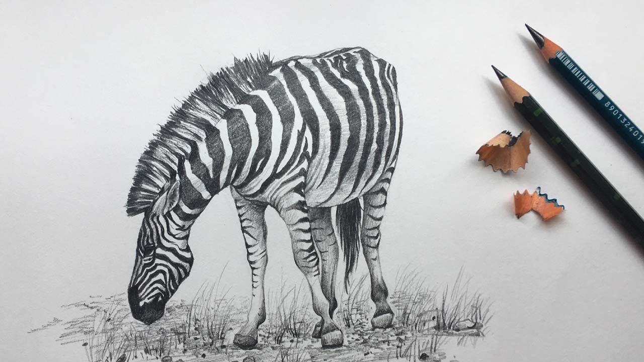 Wild Animal Pencil Drawings