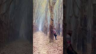 Natural Vew Modhupur forest