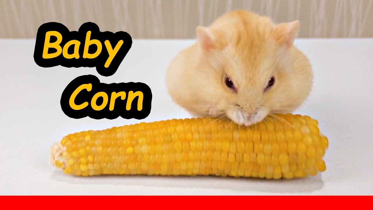 Tiny Hamster Eating Food