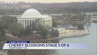 Getting ready to bloom: Cherry blossoms reach stage 5 of 6