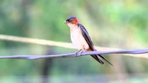 Red rumped Swallow calling
