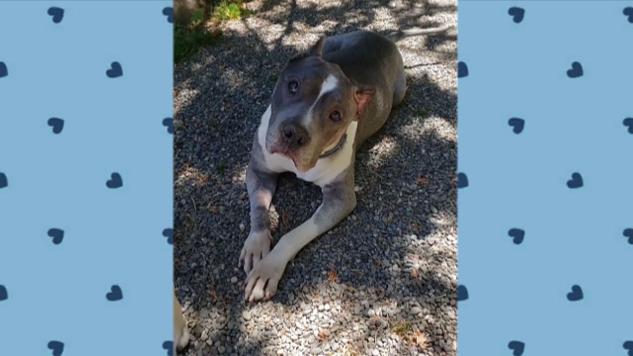 Rescued Pit Bull Talks to Her Mom All Day Long and Healed a Broken Heart