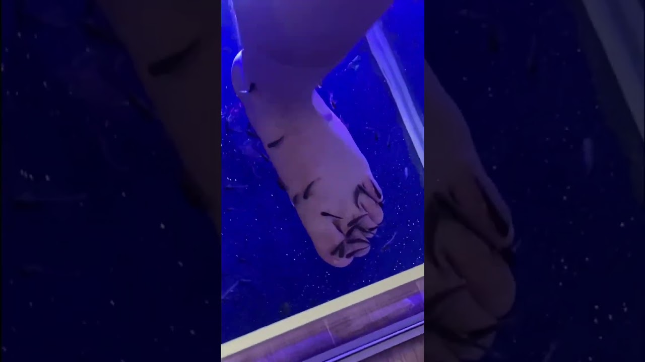 Пилинг ног, гара Руфа, спа процедура, PROTELO