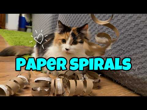 I Made Paper Spirals for My Cats And This Is Their Reaction!