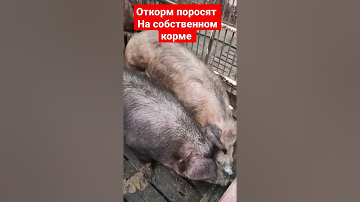 откорм поросят #беларусь #клецк #свиноводство #деревенскаяжизнь #своимируками #гигант