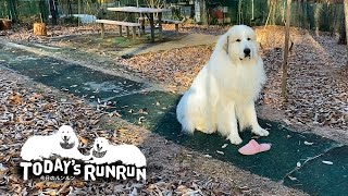 お母さんに見つかるようにイタズラをするアランです　Great Pyrenees　グレートピレニーズ